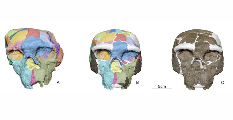 Human Skull Found: Million Year Old Skull Reveals Evolution 1 Yunxian 2 million-year-old human skull discovery in China
